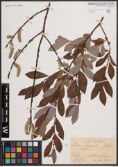 Foto von Salix cinerea L. x Salix phylicifolia L.